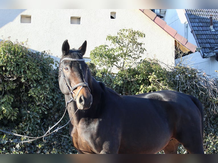 Oldenburger Springpferd Klacz 15 lat 164 cm Ciemnogniada in Sonnefeld