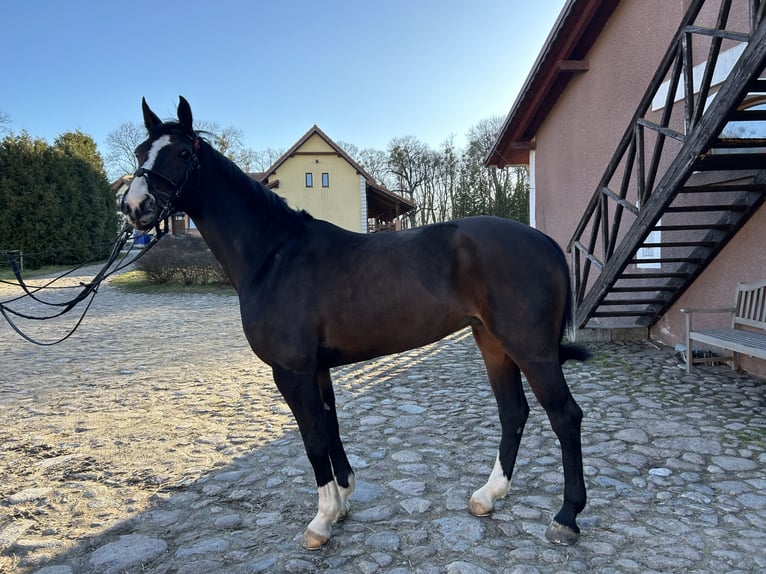 Oldenburger Springpferd Klacz 15 lat 165 cm Ciemnogniada in Jeziorany
