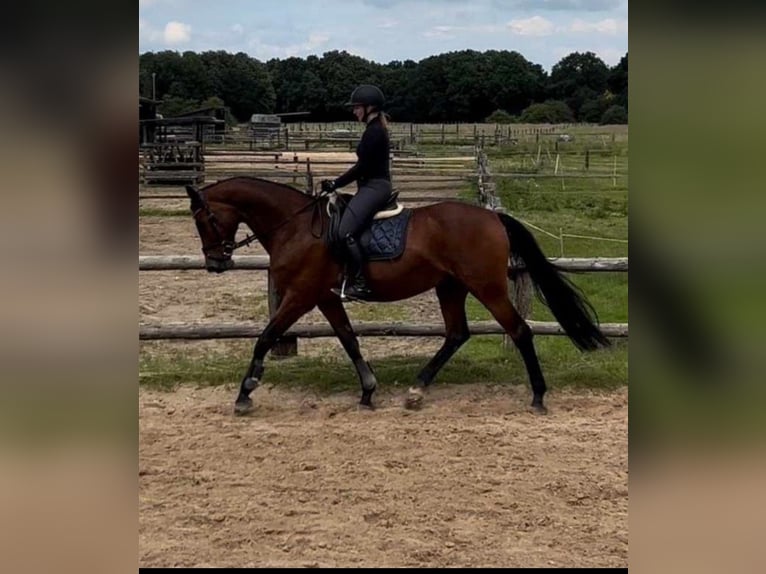 Oldenburger Springpferd Klacz 15 lat 166 cm Gniada in Aurich