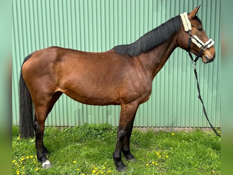 Oldenburger Springpferd Klacz 16 lat 162 cm Gniada in Neustadt am Rübenberge