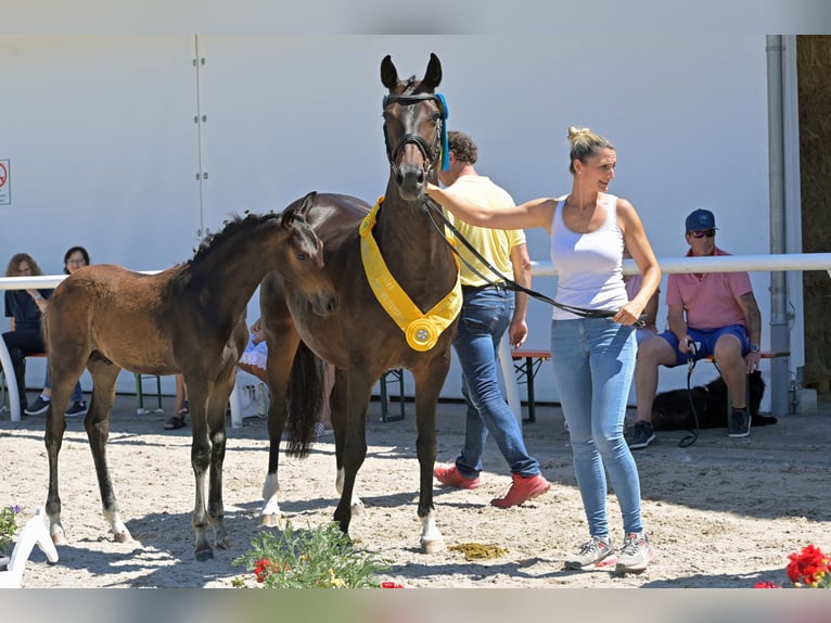 Oldenburger Springpferd Klacz 16 lat 165 cm Ciemnogniada in Salem