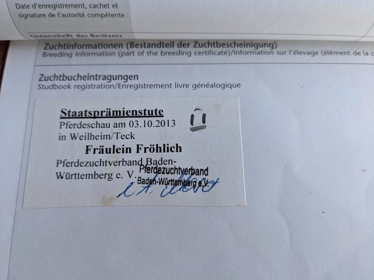 Oldenburger Springpferd Klacz 16 lat 168 cm Gniada in Leonberg