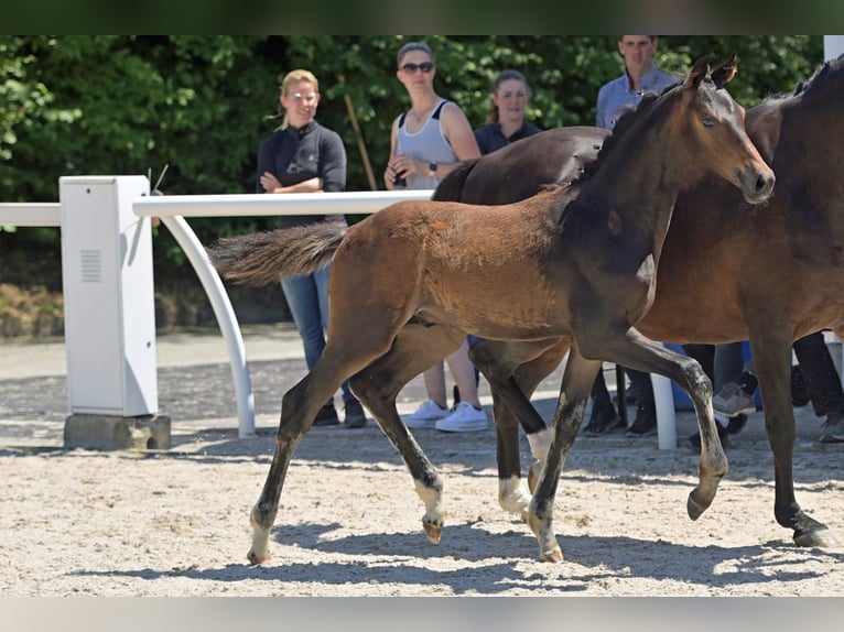 Oldenburger Springpferd Klacz 17 lat 165 cm Ciemnogniada in Salem