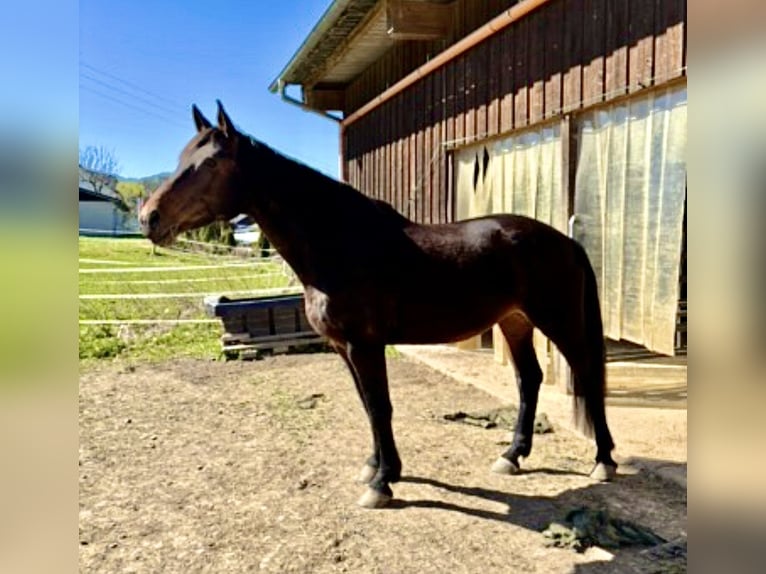 Oldenburger Springpferd Klacz 17 lat 178 cm Ciemnogniada in Lindlar