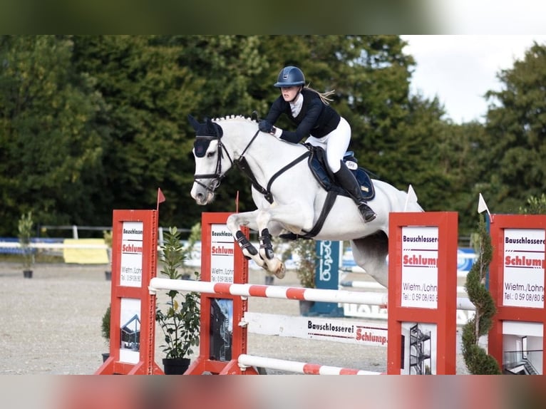 Oldenburger Springpferd Klacz 18 lat 164 cm Siwa in Lingen