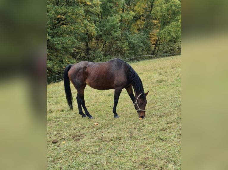 Oldenburger Springpferd Klacz 18 lat 166 cm Gniada in Freden (Leine)