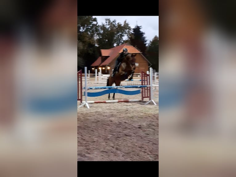 Oldenburger Springpferd Klacz 18 lat 168 cm Gniada in Winsen (Aller)