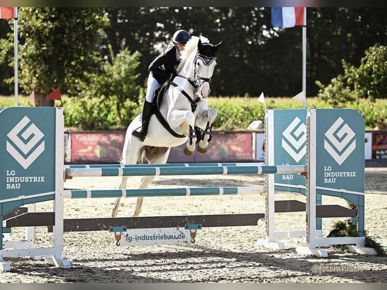 Oldenburger Springpferd Klacz 19 lat 164 cm Siwa in Lingen