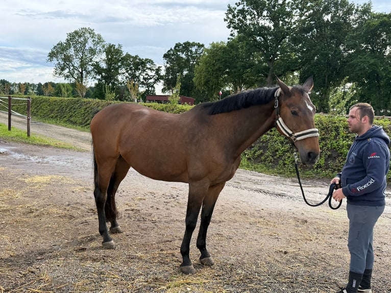 Oldenburger Springpferd Klacz 19 lat 167 cm Gniada in Nordhorn