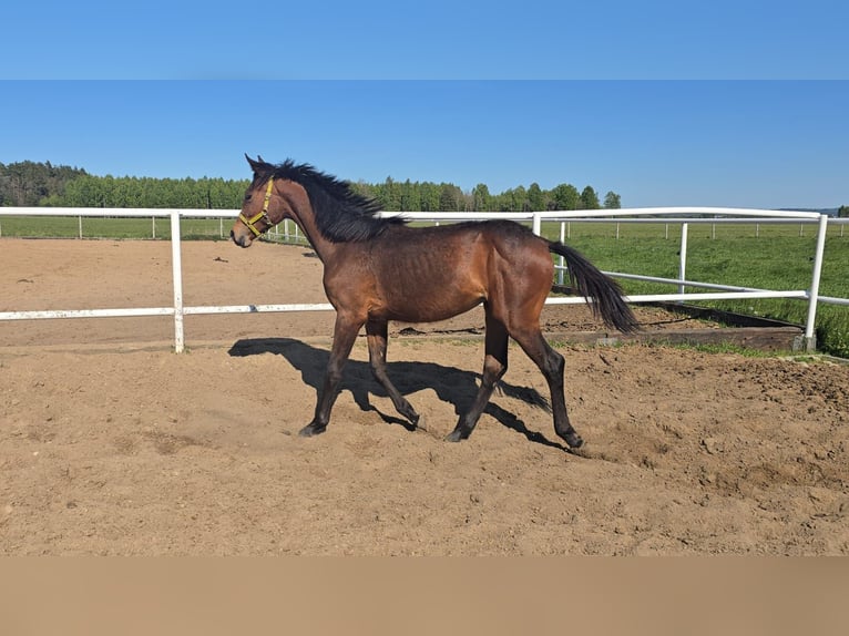 Oldenburger Springpferd Klacz 1 Rok 168 cm Gniada in L&#x119;bork