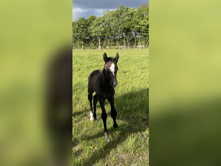 Oldenburger Springpferd Klacz 1 Rok 170 cm Może być siwy in Handewitt