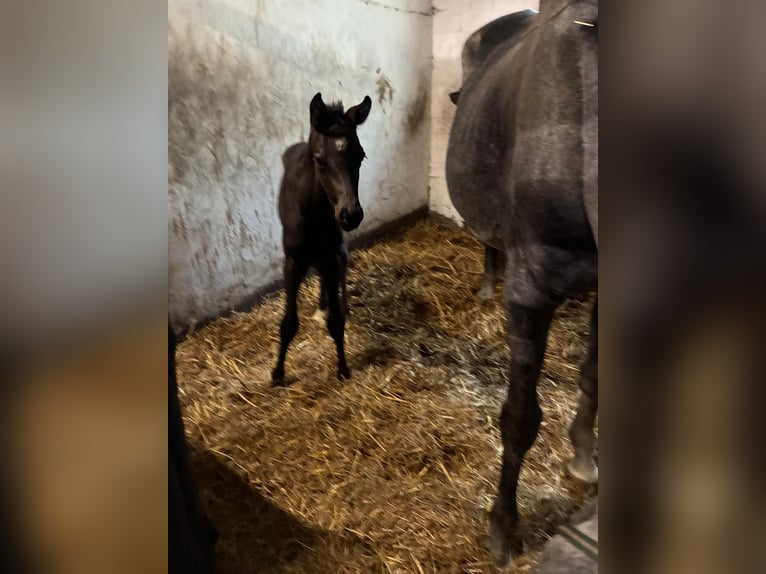 Oldenburger Springpferd Klacz 1 Rok Ciemnogniada in Großenkneten