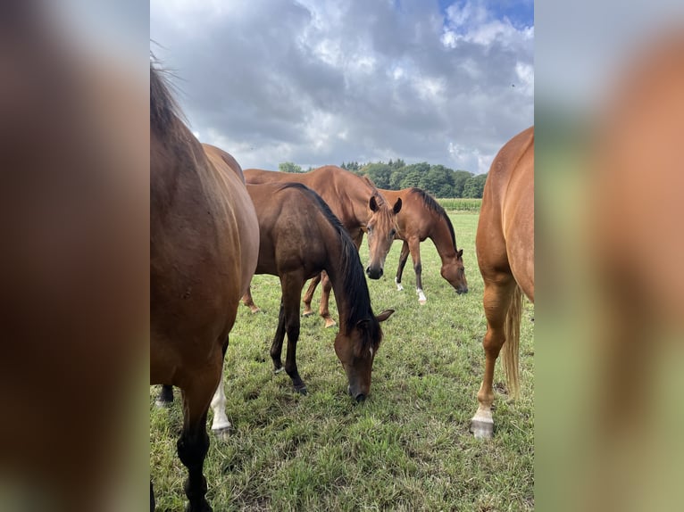 Oldenburger Springpferd Klacz 1 Rok Gniada in Löningen