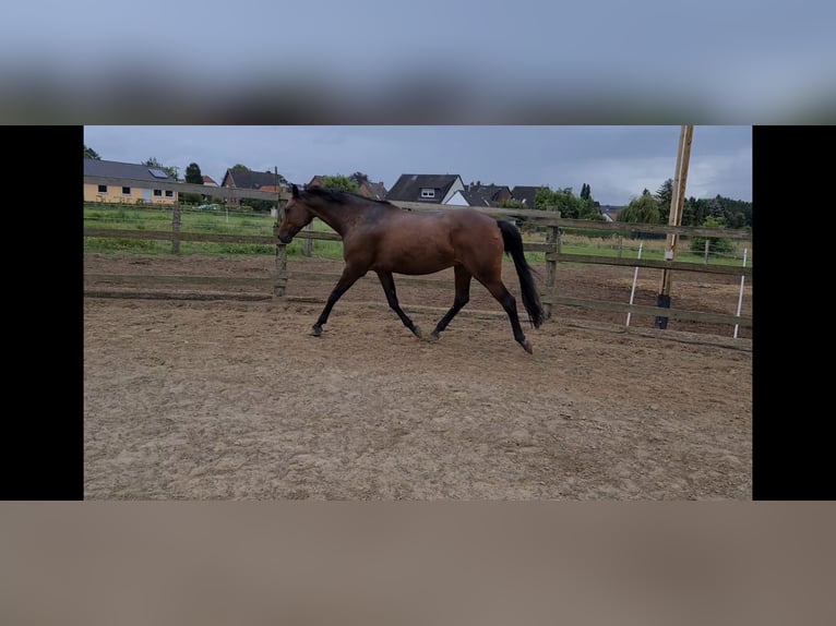 Oldenburger Springpferd Klacz 20 lat 163 cm Gniada in Braunschweig