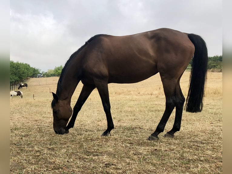 Oldenburger Springpferd Klacz 20 lat 163 cm Gniada in Braunschweig