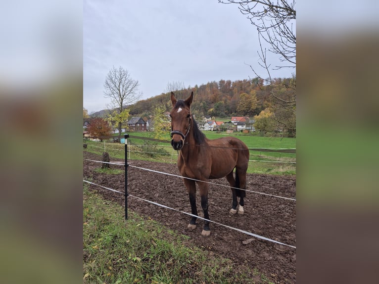 Oldenburger Springpferd Klacz 22 lat 173 cm Gniada in Bad Arolsen