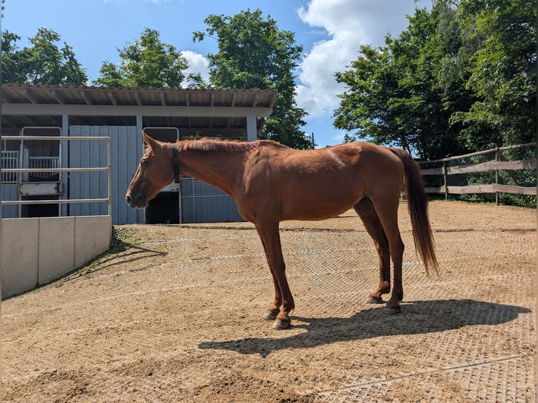 Oldenburger Springpferd Klacz 23 lat 162 cm Kasztanowata in Trier