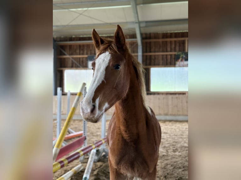 Oldenburger Springpferd Klacz 2 lat 155 cm Kasztanowata in Altusried