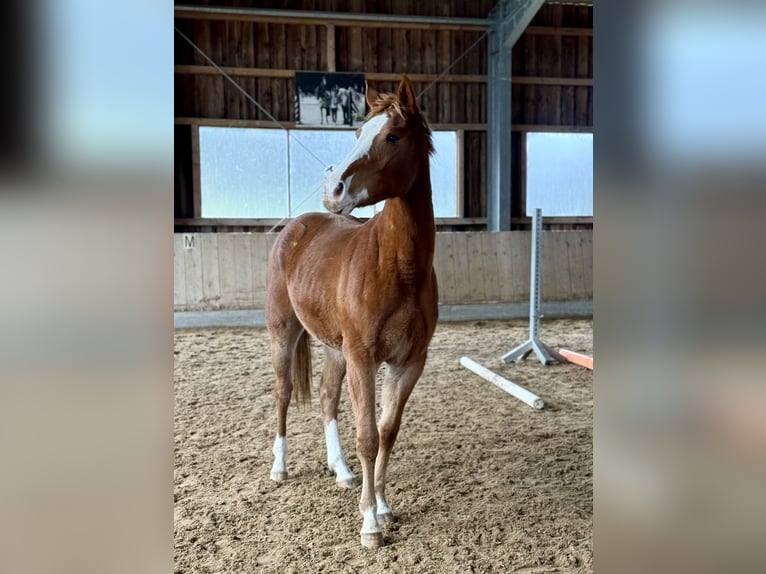Oldenburger Springpferd Klacz 2 lat 155 cm Kasztanowata in Altusried