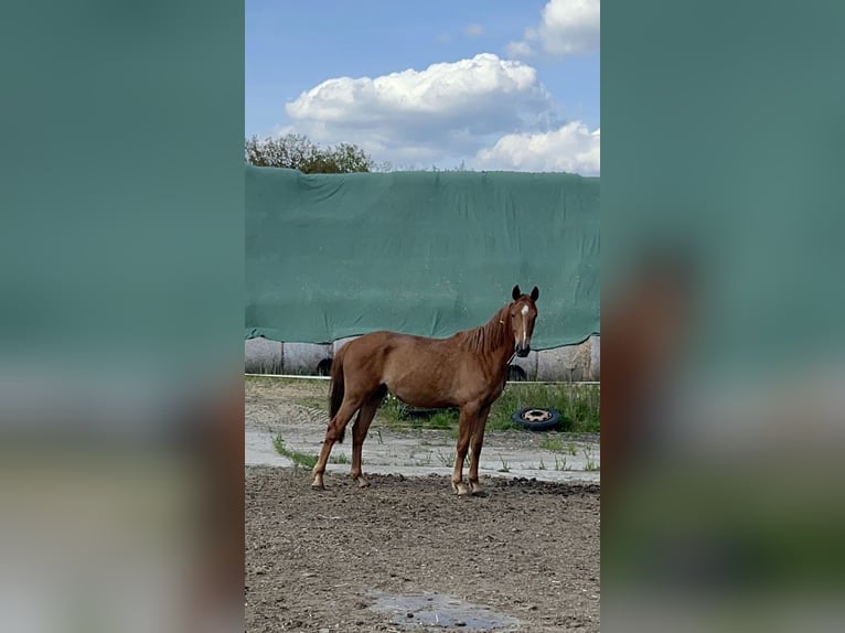 Oldenburger Springpferd Klacz 2 lat 165 cm Kasztanowata in Schmarsow