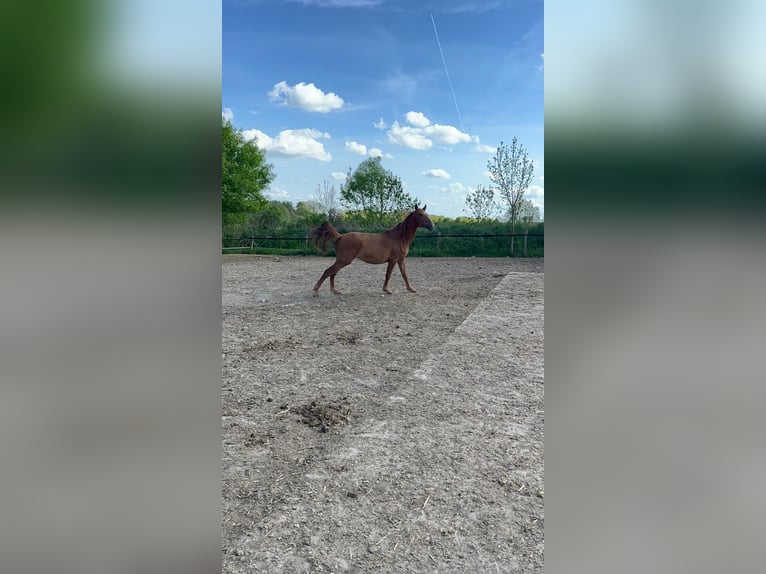 Oldenburger Springpferd Klacz 2 lat 165 cm Kasztanowata in Schmarsow