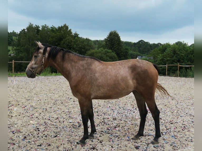 Oldenburger Springpferd Klacz 2 lat 165 cm Siwa in Zalesiany