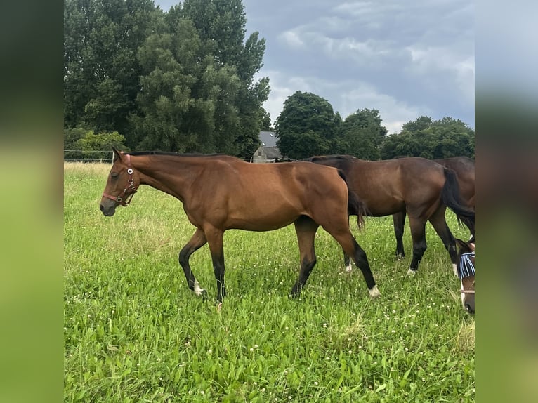 Oldenburger Springpferd Klacz 2 lat 169 cm Gniada in Papenhagen