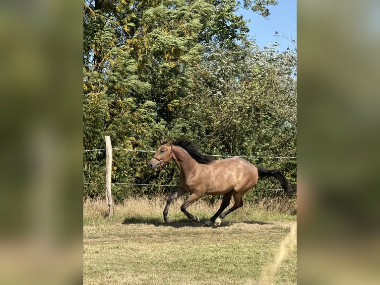 Oldenburger Springpferd Klacz 2 lat 170 cm Gniada in Brno