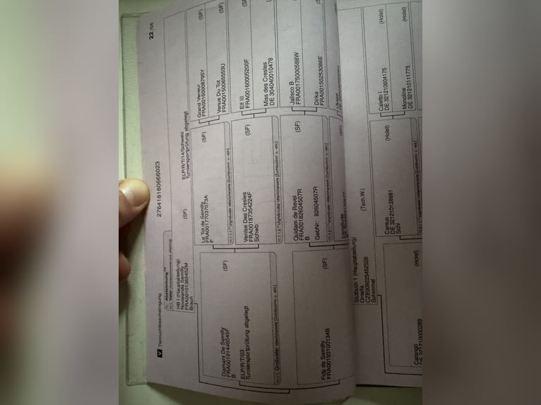 Oldenburger Springpferd Klacz 2 lat 170 cm Gniada in Brno