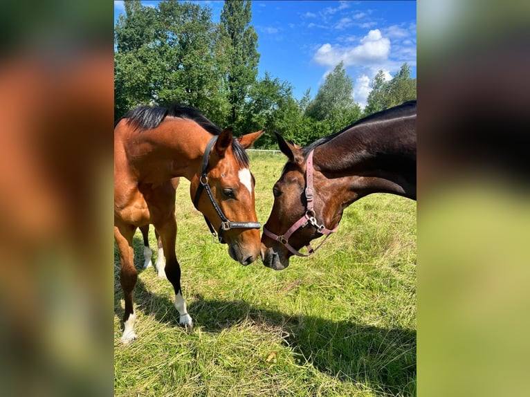 Oldenburger Springpferd Klacz 2 lat 170 cm Gniada in Bottrop