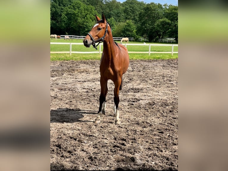 Oldenburger Springpferd Klacz 2 lat 170 cm Gniada in Bottrop