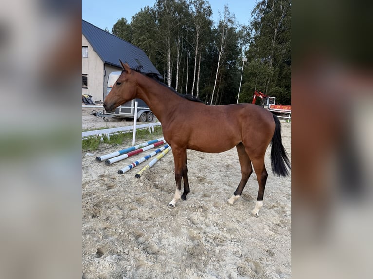 Oldenburger Springpferd Klacz 2 lat 170 cm Gniada in Żerocin