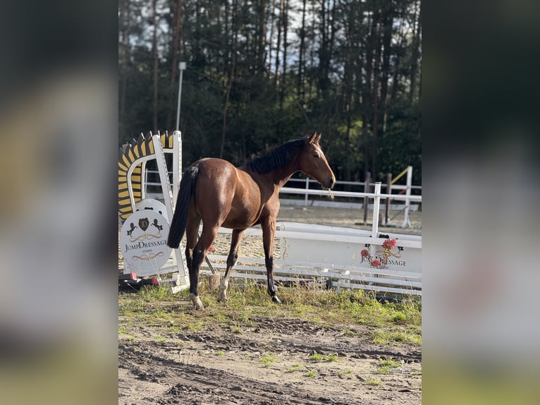 Oldenburger Springpferd Klacz 2 lat 170 cm Gniada in Żerocin
