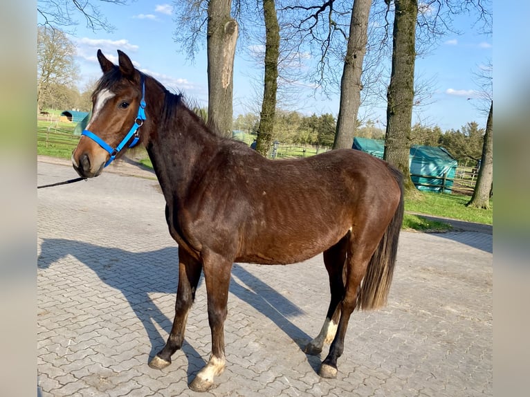 Oldenburger Springpferd Klacz 3 lat 158 cm Ciemnogniada in Stuhr