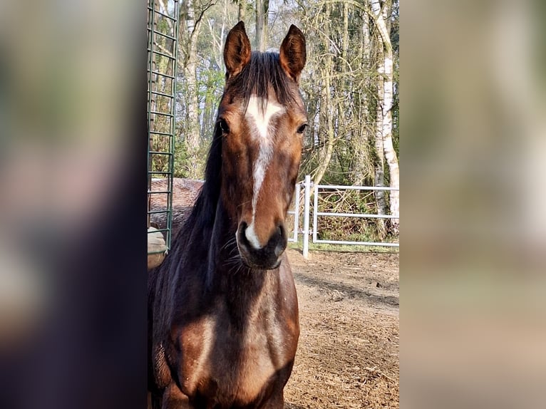 Oldenburger Springpferd Klacz 3 lat 158 cm Ciemnogniada in Stuhr
