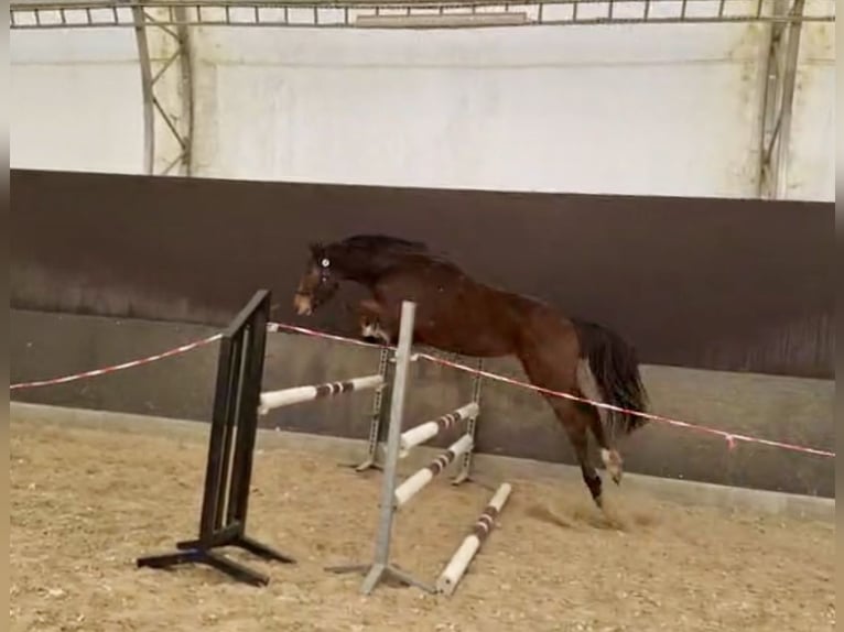 Oldenburger Springpferd Klacz 3 lat 158 cm Ciemnogniada in Stuhr
