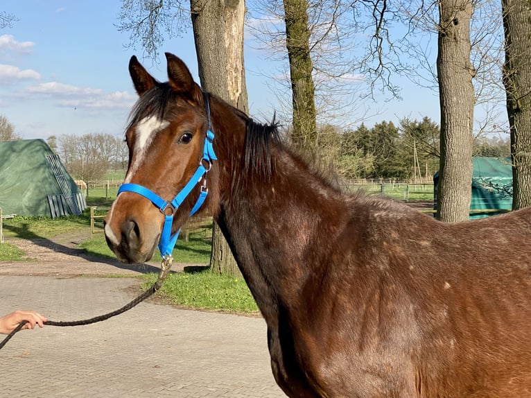 Oldenburger Springpferd Klacz 3 lat 158 cm Ciemnogniada in Stuhr