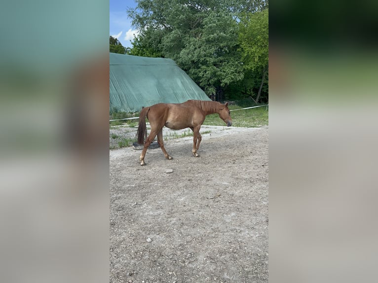 Oldenburger Springpferd Klacz 3 lat 160 cm Kasztanowata in Schmarsow