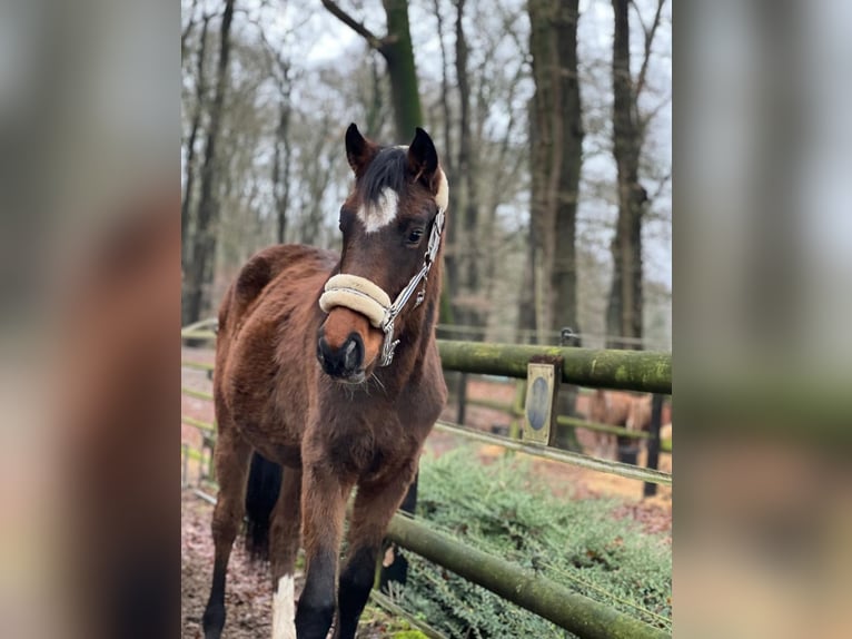 Oldenburger Springpferd Klacz 3 lat 162 cm Gniada in Langwedel