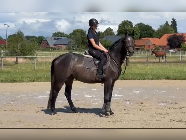 Oldenburger Springpferd Klacz 3 lat 164 cm Siwa in L&#xFC;btheenGarlitz