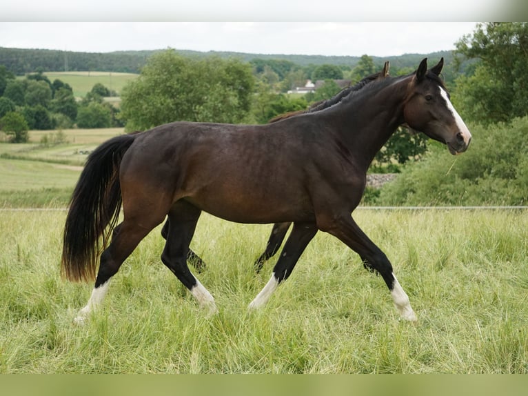 Oldenburger Springpferd Klacz 3 lat 167 cm Ciemnogniada in Neudrossenfeld