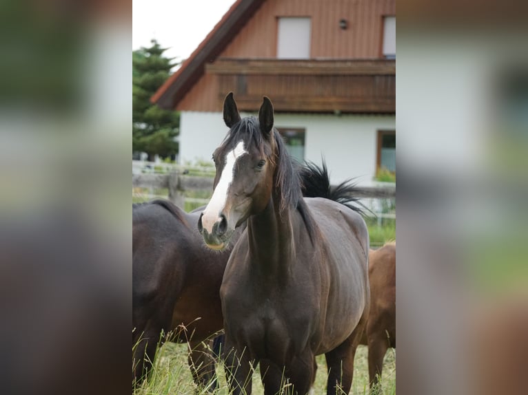 Oldenburger Springpferd Klacz 3 lat 167 cm Ciemnogniada in Neudrossenfeld
