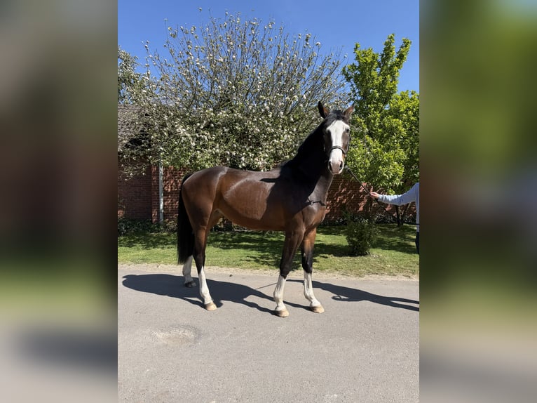 Oldenburger Springpferd Klacz 3 lat 167 cm Gniada in Lohne