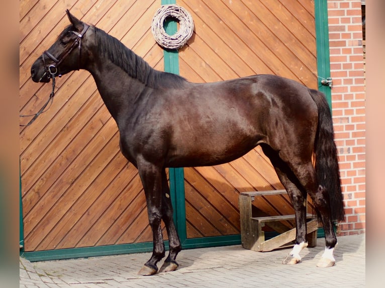 Oldenburger Springpferd Klacz 3 lat 168 cm Kara in Lastrup