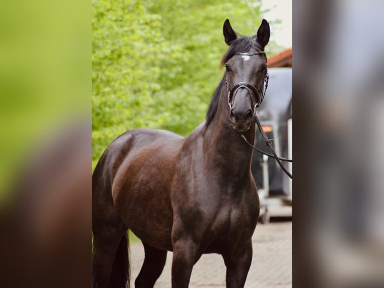 Oldenburger Springpferd Klacz 3 lat 168 cm Kara in Lastrup