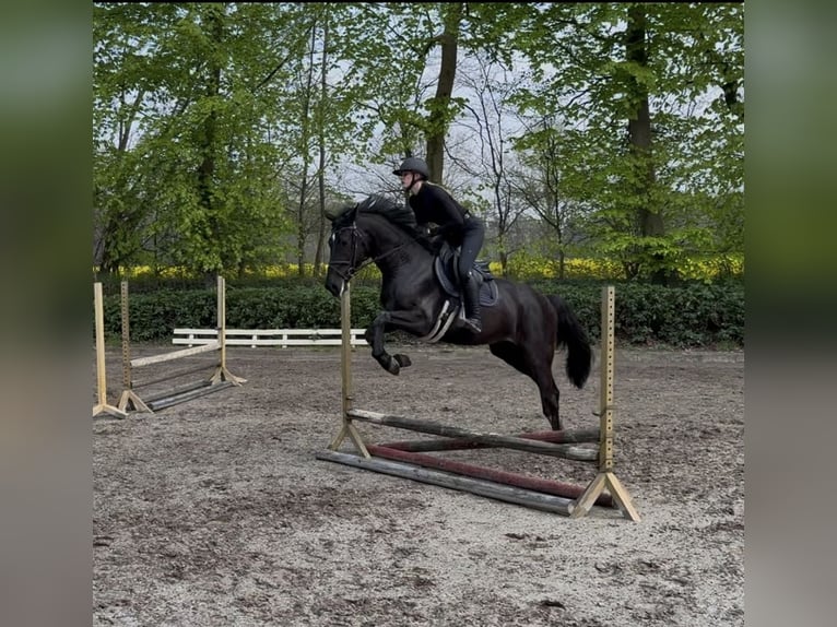 Oldenburger Springpferd Klacz 3 lat 168 cm Kara in Lastrup