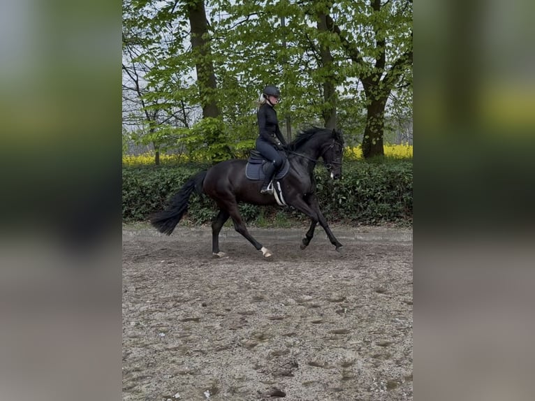 Oldenburger Springpferd Klacz 3 lat 168 cm Kara in Lastrup