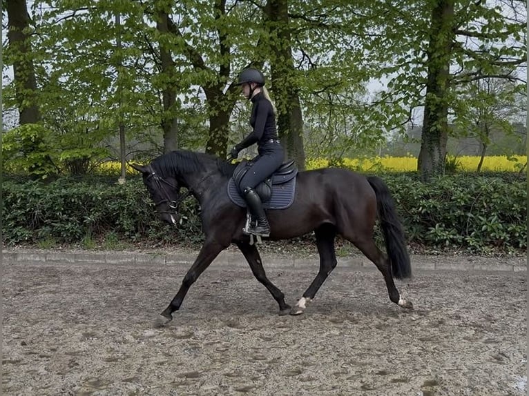 Oldenburger Springpferd Klacz 3 lat 168 cm Kara in Lastrup