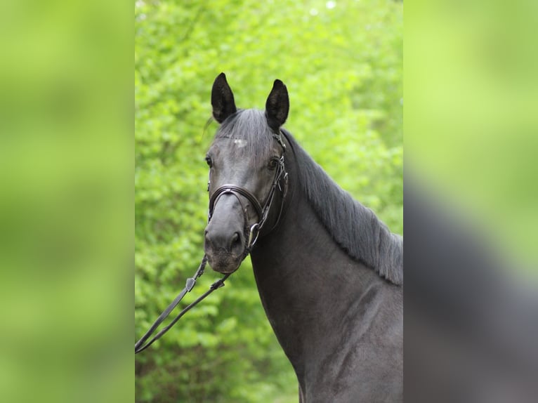 Oldenburger Springpferd Klacz 3 lat 168 cm Kara in Lastrup