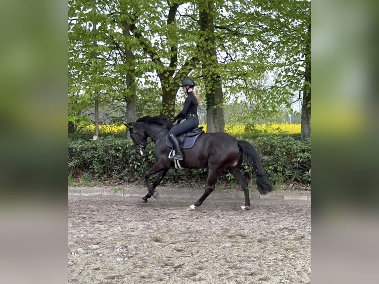Oldenburger Springpferd Klacz 3 lat 168 cm Kara in Lastrup
